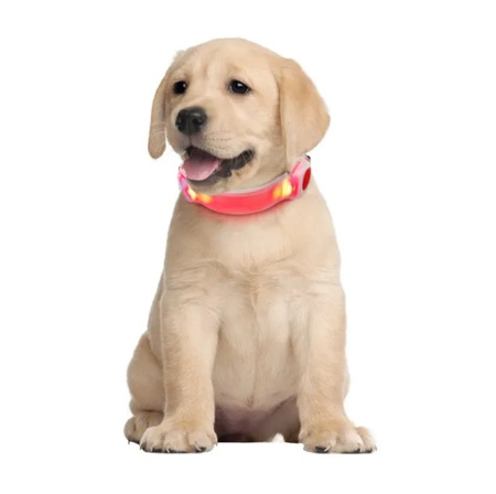 Obroża LED dla zwierząt