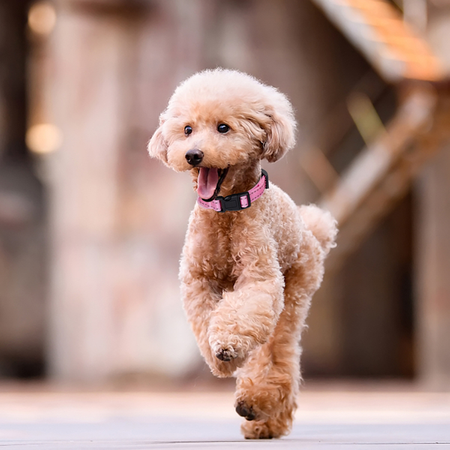 Regulowana obroża przeciw pasożytom 15-23cm