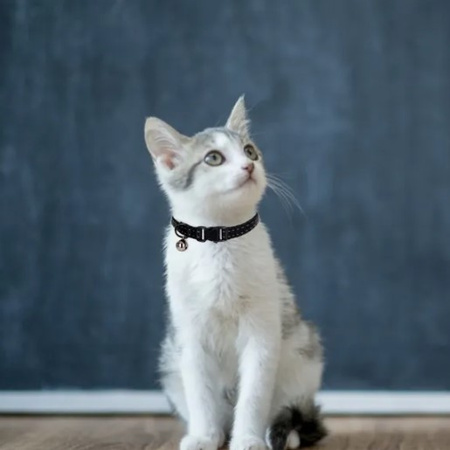 Regulowana obroża przeciw pasożytom 15-23cm